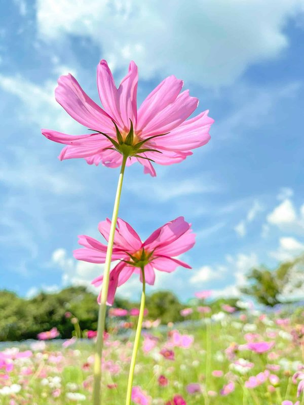 How Can You Create a Space-Themed Bedroom for a Child with a Passion for Astronomy?
